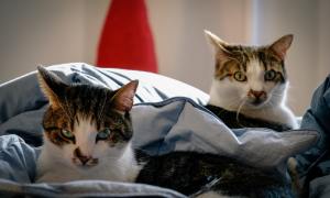 Two tabby cats lying together in bed.