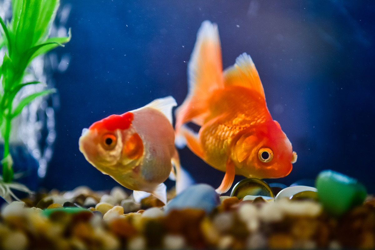 Tropical fish at top of outlet tank