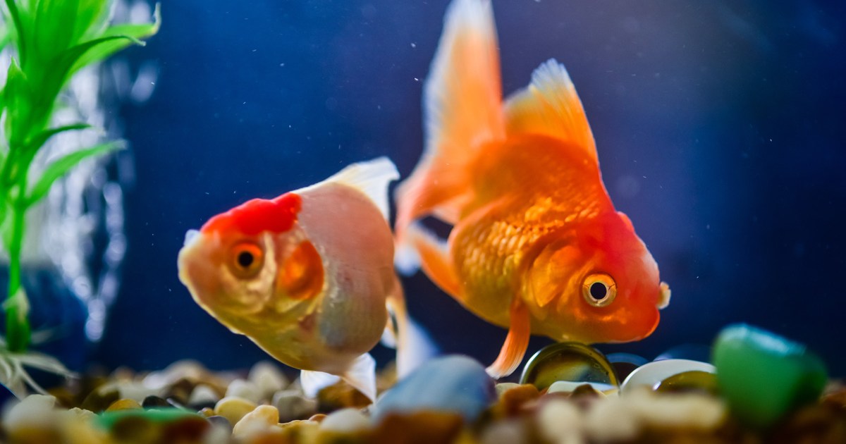 How to take care of your goldfish so they have a longer life | PawTracks