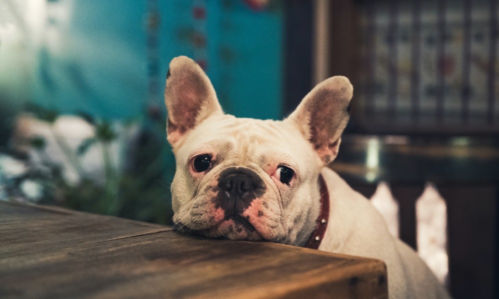 A French bulldog rests his head on the table while begging