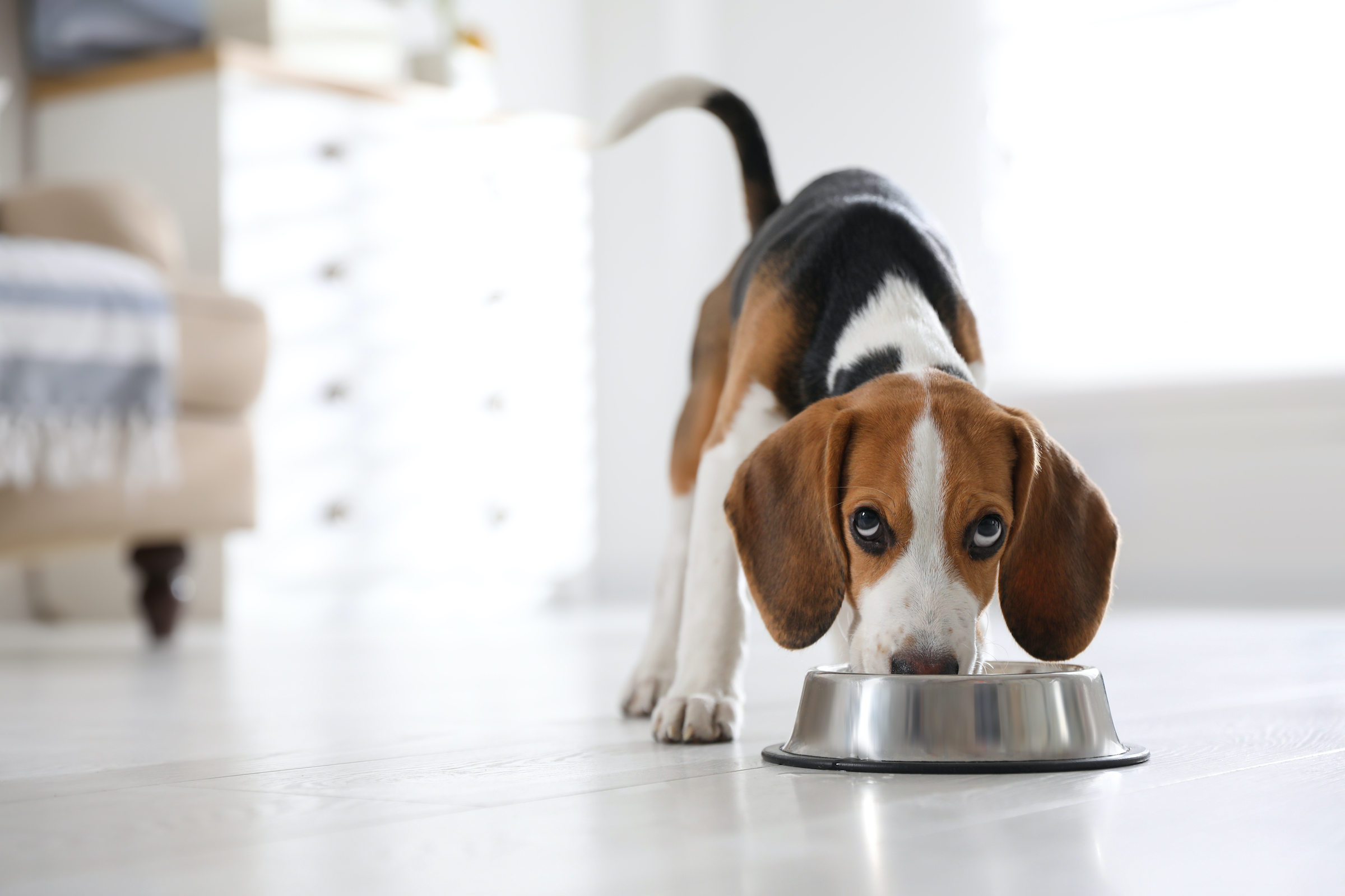 Good dog food for beagles sale