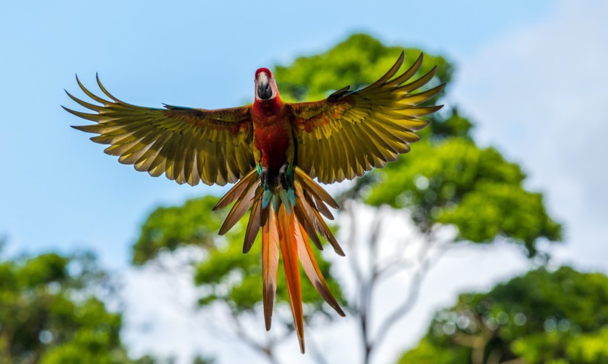 Parrot flies in front of trees in the wild