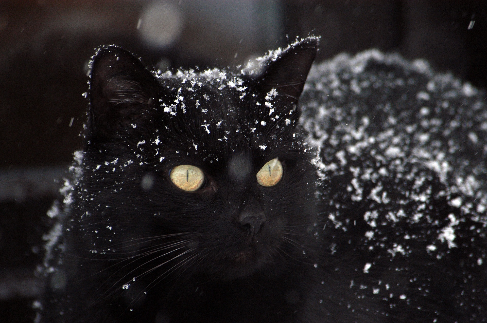 Black cat covered with snow