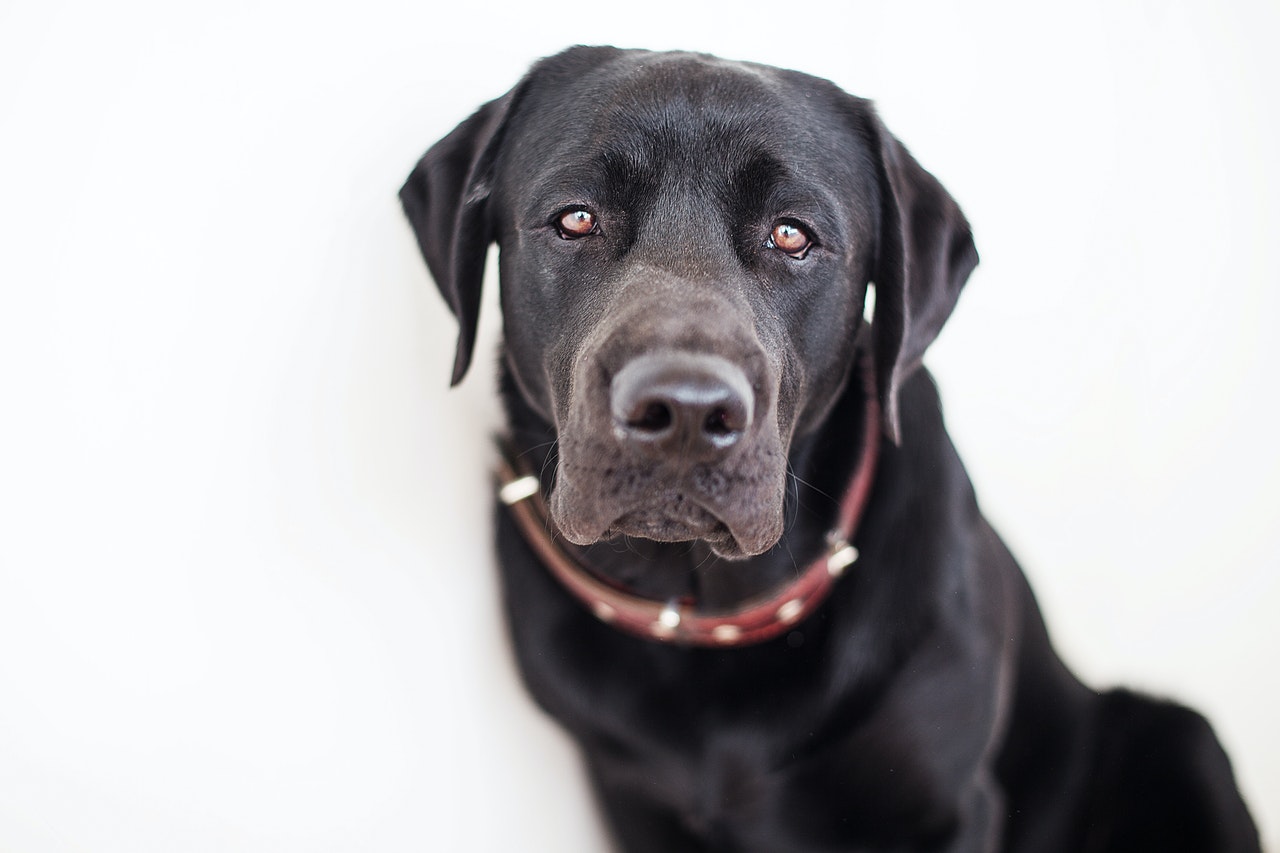 Black lab best sale red eyes