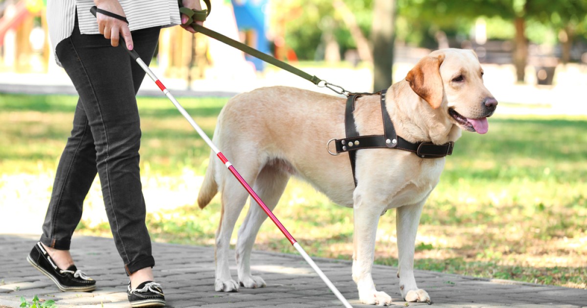 why are labradors seeing eye dogs