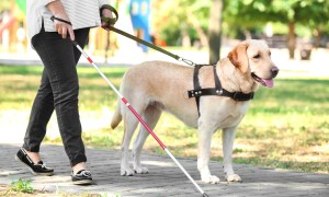 A blind woman walks down a sidewalk with her yellow lab guide dog.