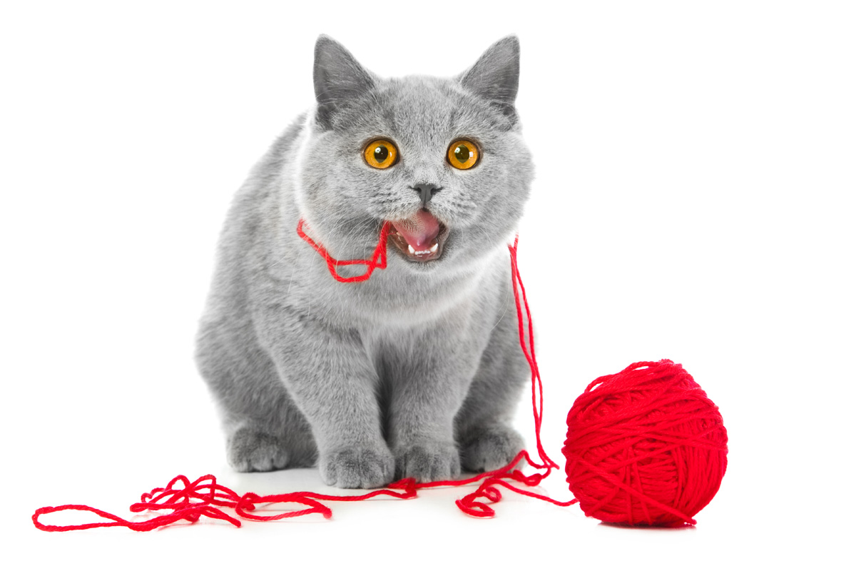 Cat chewing on wool.