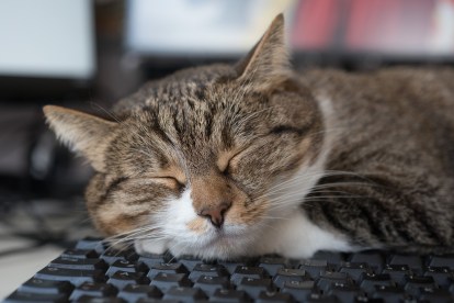 Here's Why Your Cat Sleeping With You Is a Good Thing | PawTracks