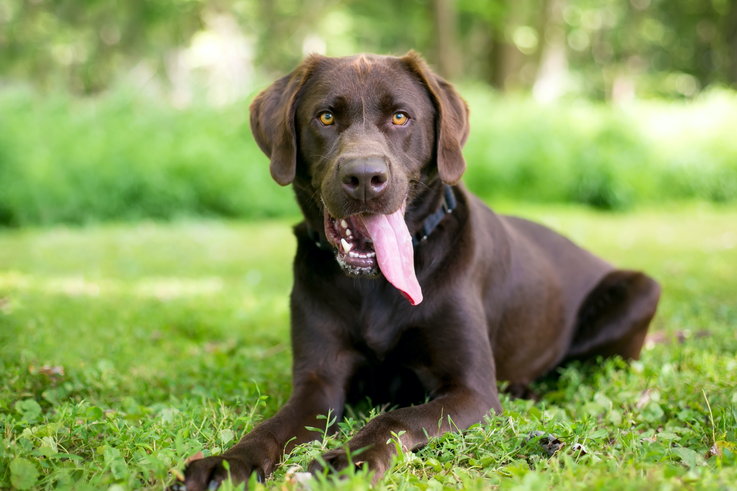 Labrador sales guard dog