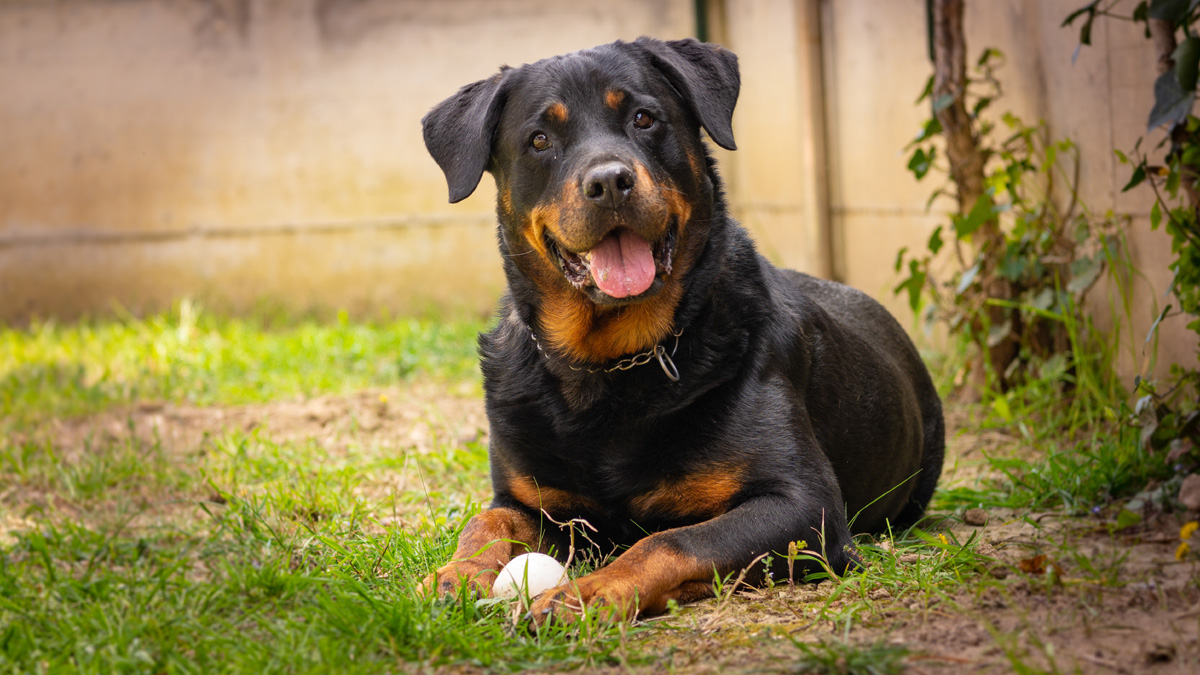 rottweiler sweet dogs