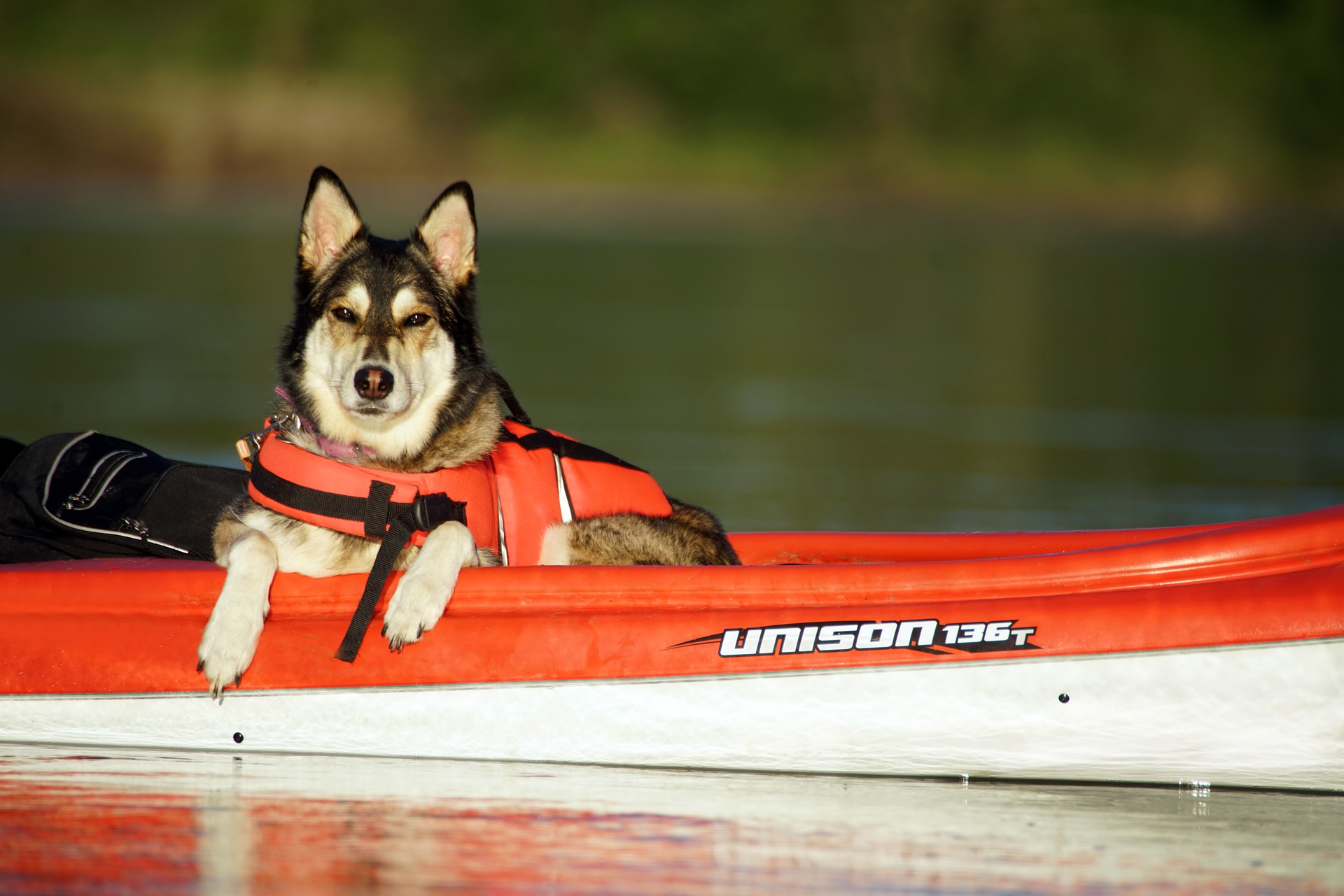 Boating Accessories Making Boating w/ Pets Easier
