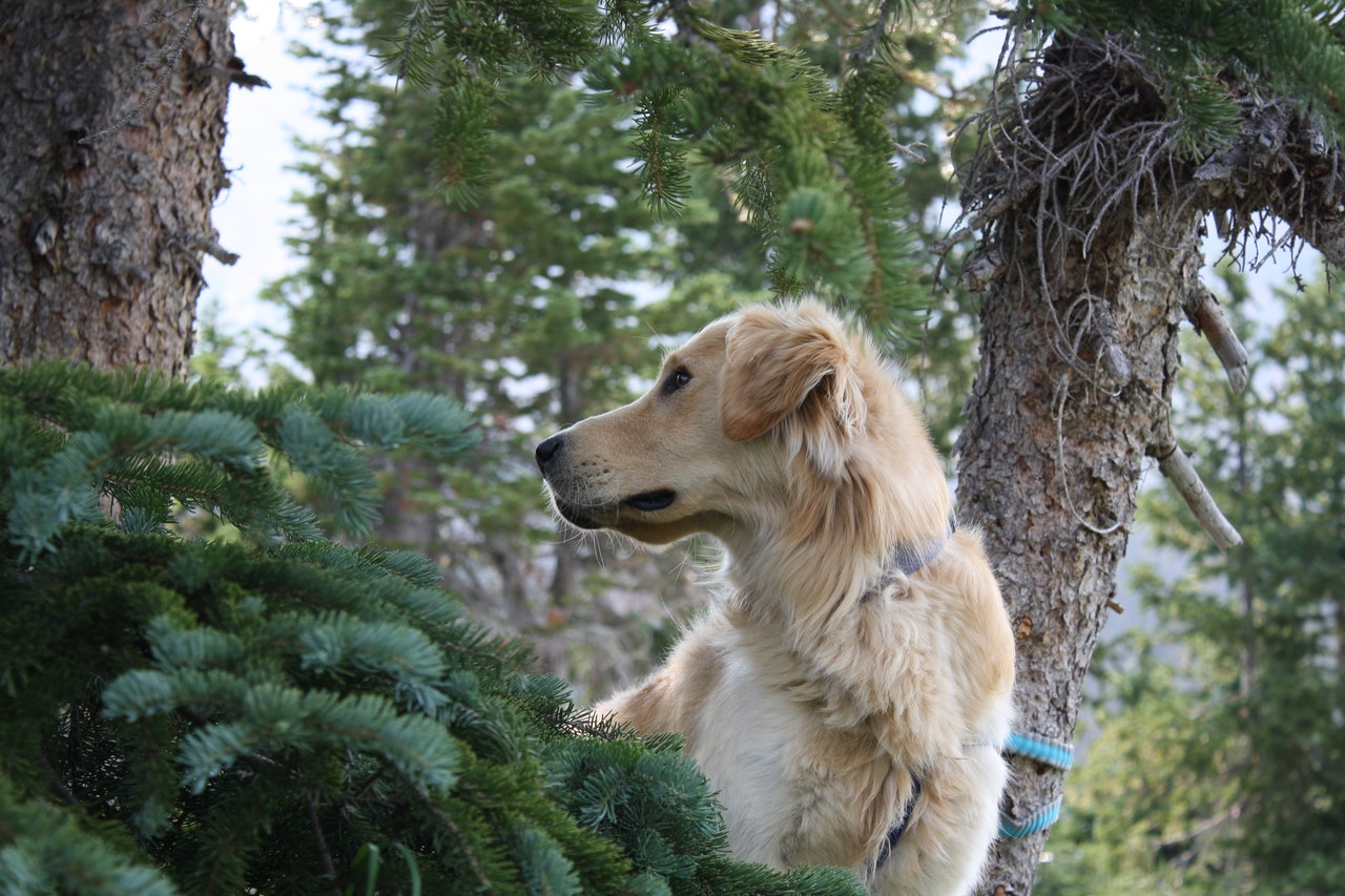 are golden retrievers good duck hunting dogs