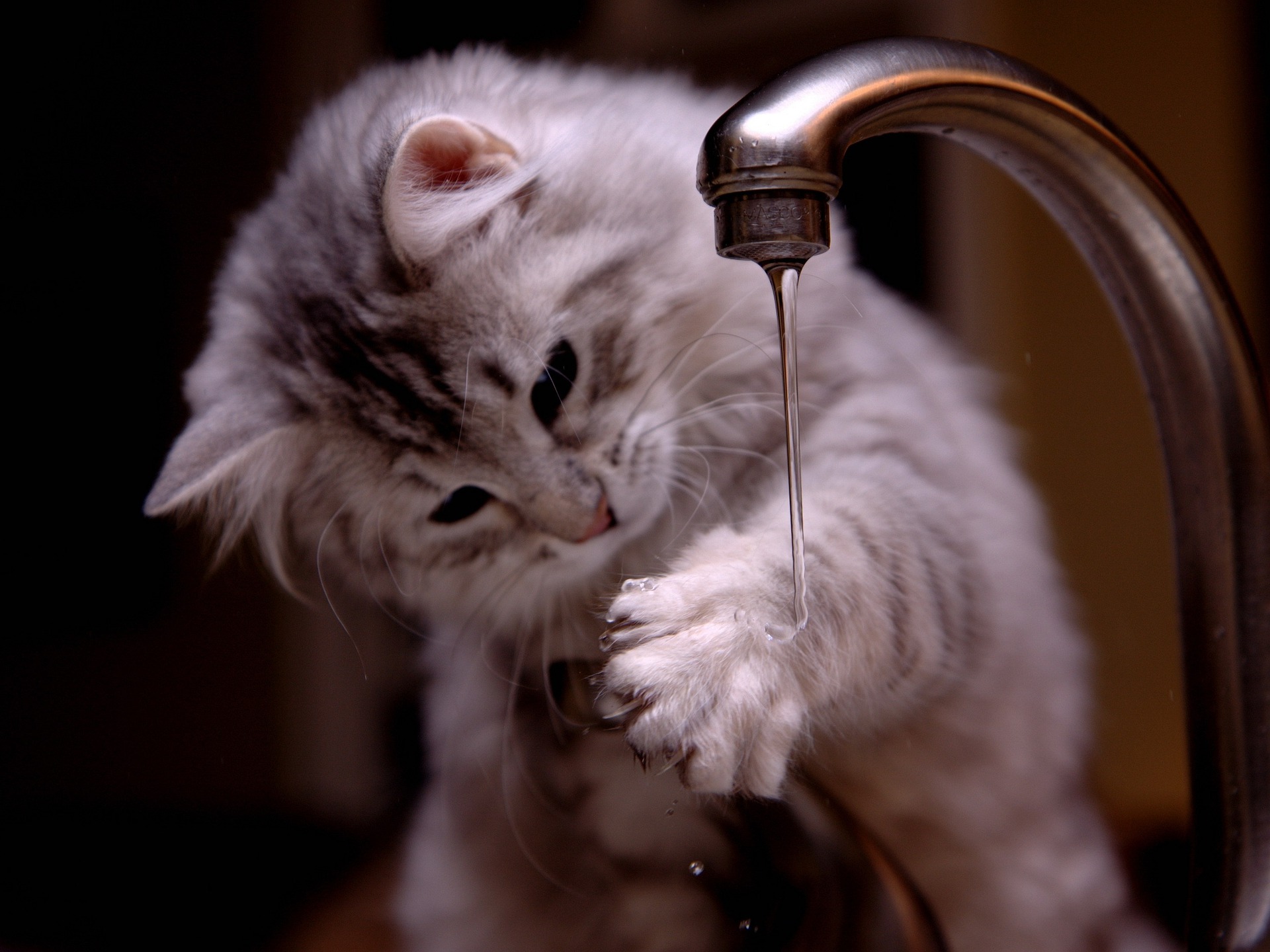 Cat only drinks running hot sale water