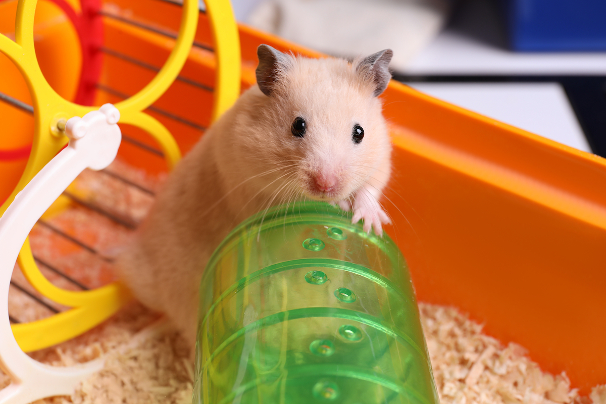 Hamster in outlet tube