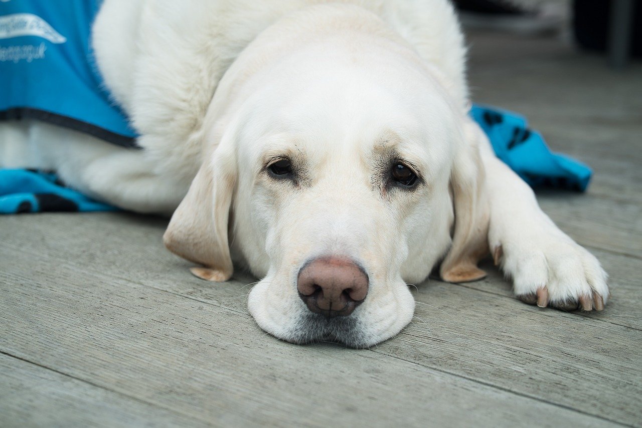 List of Guide Dog Breeds | PawTracks