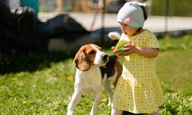 Little girl playing with a beagle