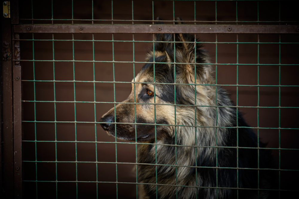 Crate Conditioning: Breeder  Austerlitz German Shepherd Dogs