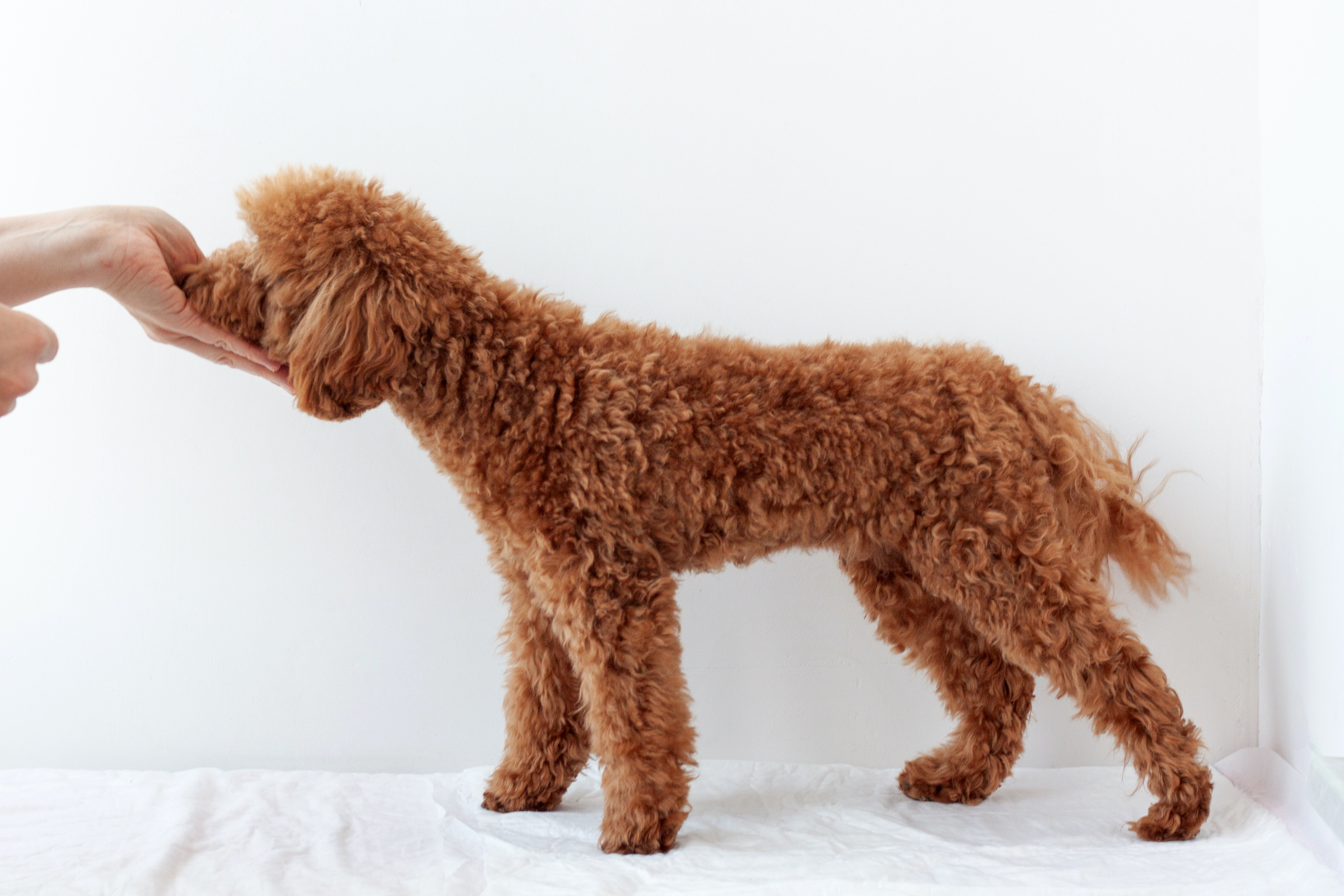 How to Train a Poodle Puppy: Poodle Milestone Timeline