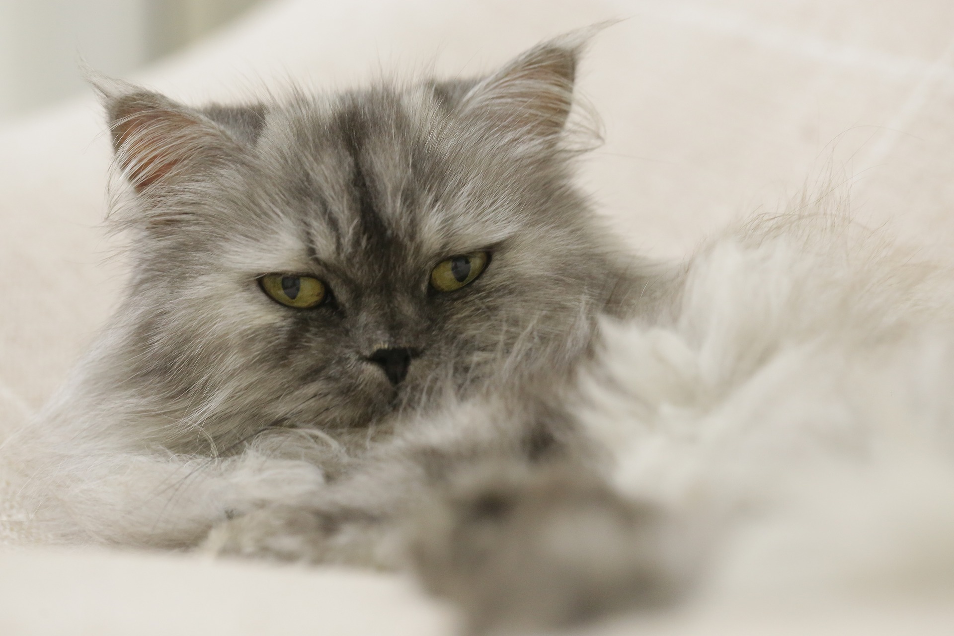 Persian Cat Care You Need Right Now PawTracks   Persian Cat Lying Down 