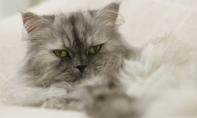 Gray Persian cat lying down