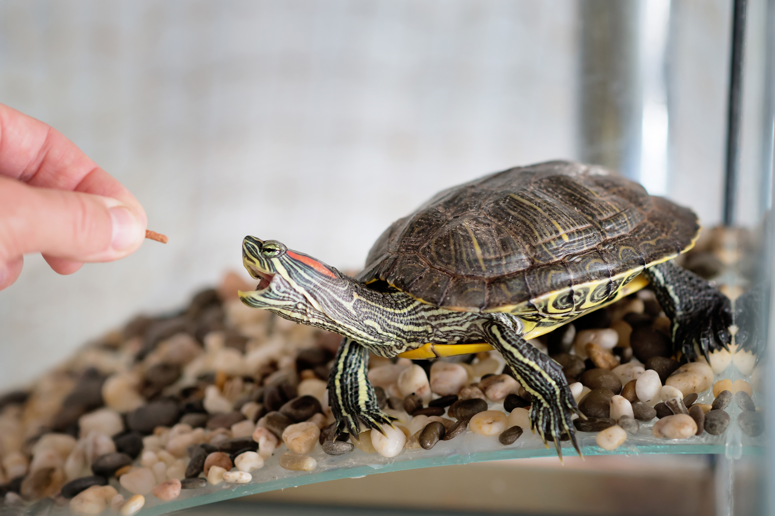 Person feeds their pet turtle