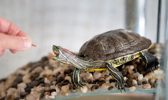 Person feeds their pet turtle