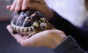 Person strokes their pet turtle