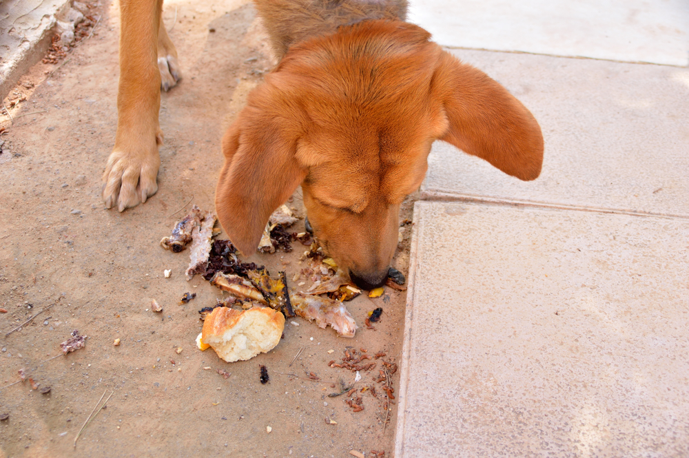 what happens when dogs eat garbage