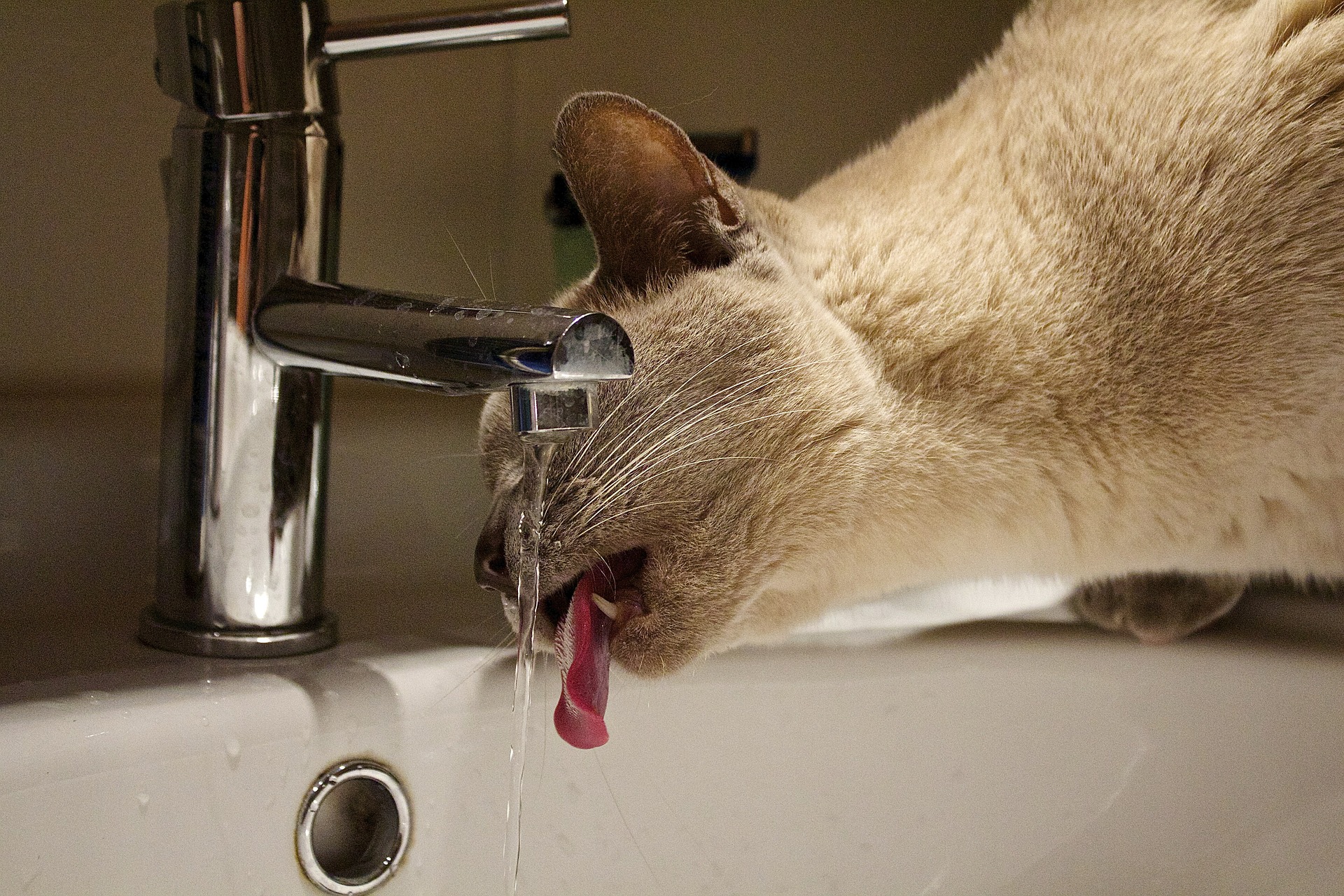 cat drinking water from faucet on head