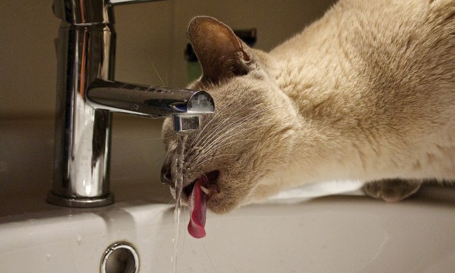 Siamese cat drinking out of a running tap