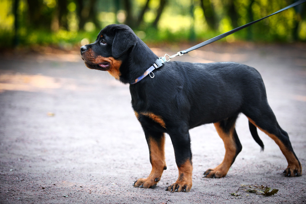 when can I take my rottweiler puppy for a walk? 2