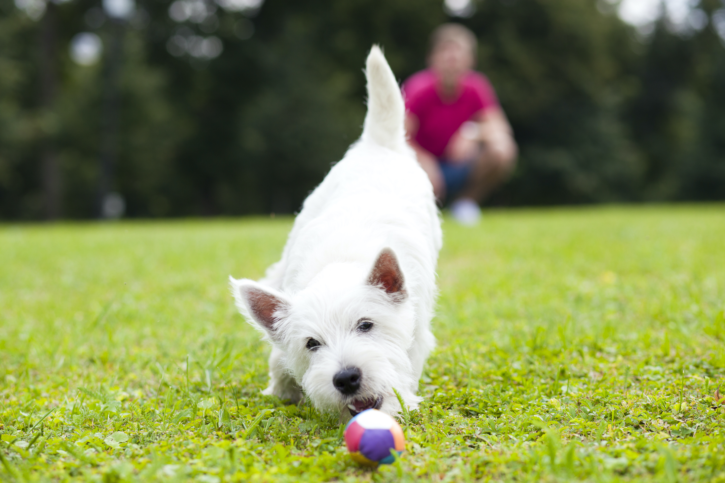 Ball shop fixation dog