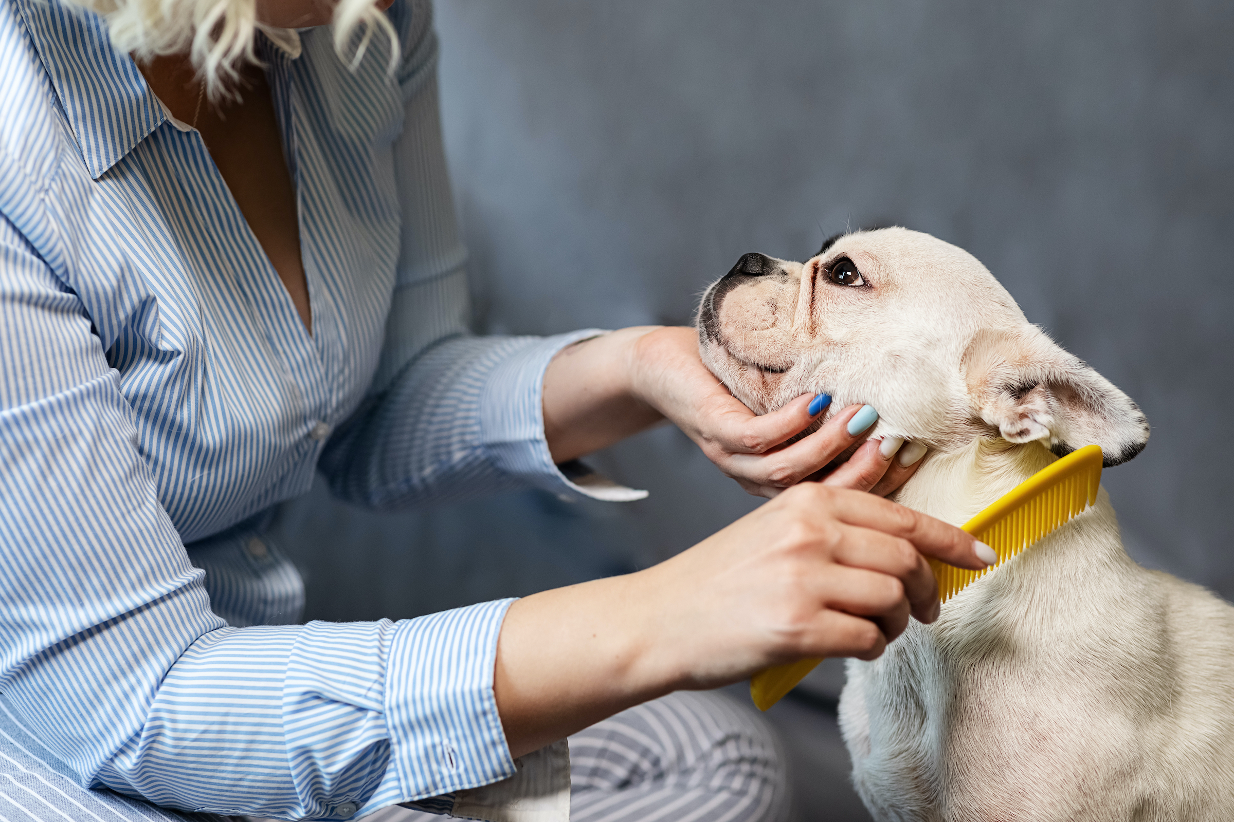 Stripping comb clearance for french bulldog