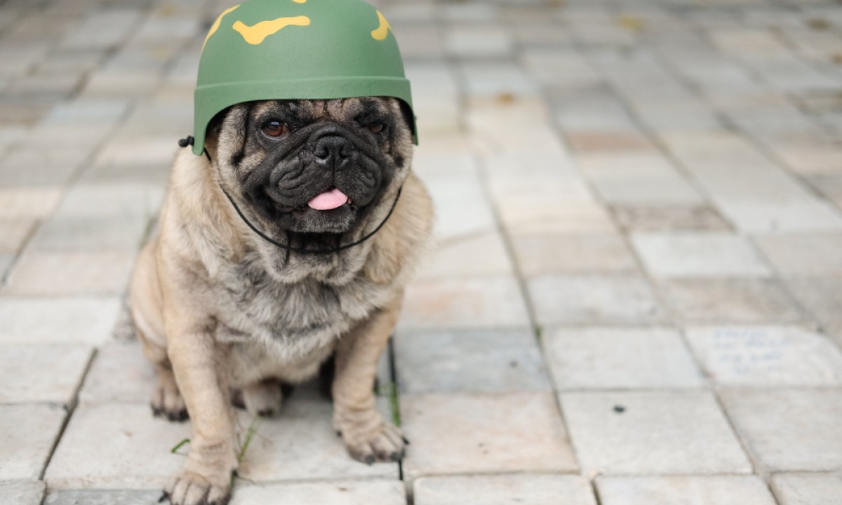 A pug with their tongue out wearing a camo helmet