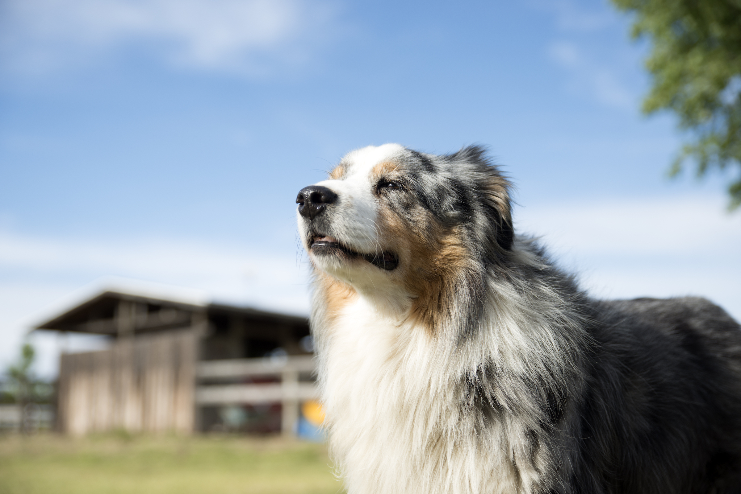 Australian shepherd 2024 blowing coat