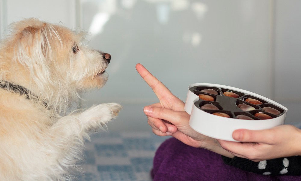 A beige terrier reaches for a heart-shaped box of chocolates while a woman keeps it out of her dog's reach