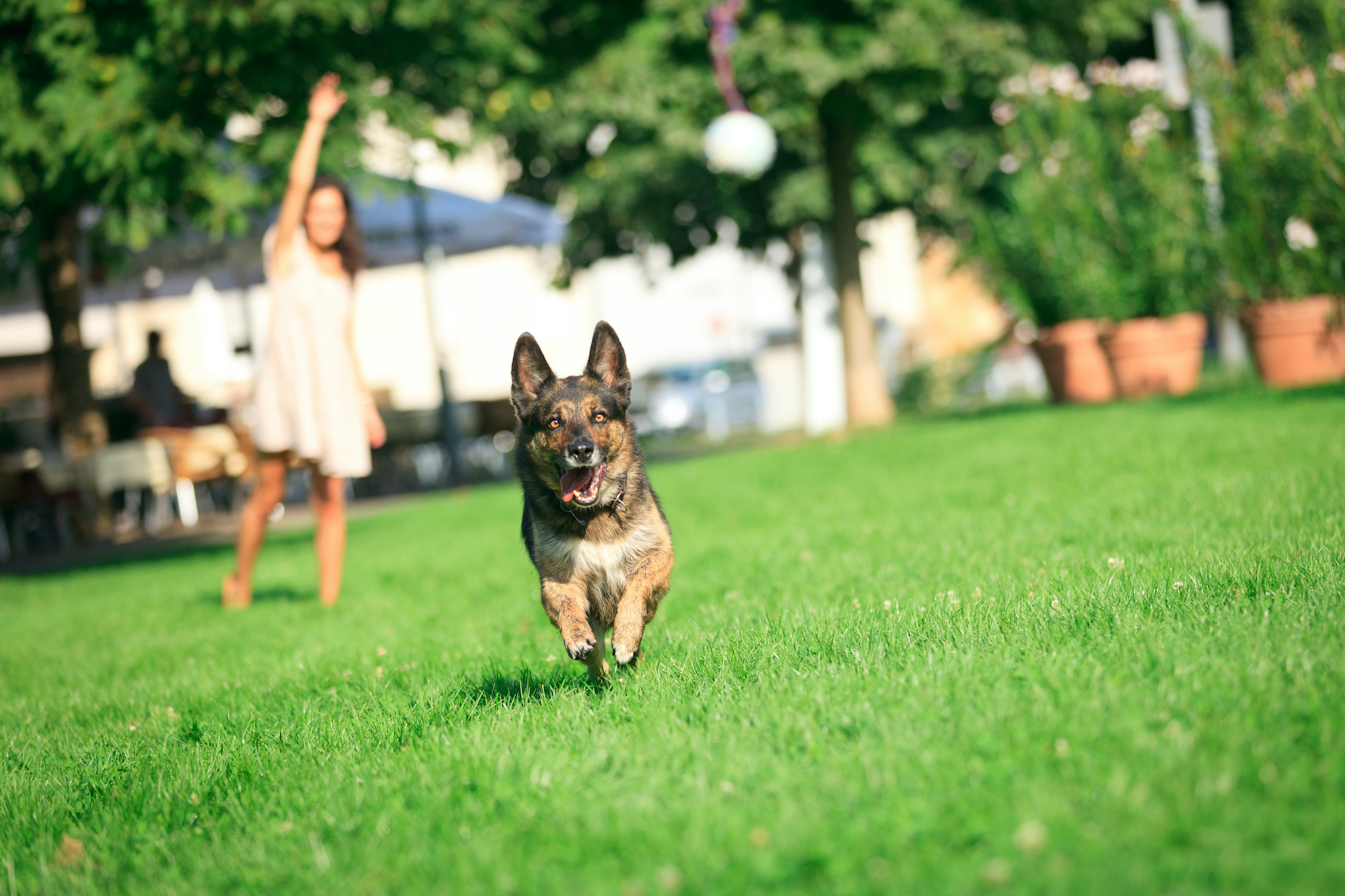 Dog clearance playing fetch