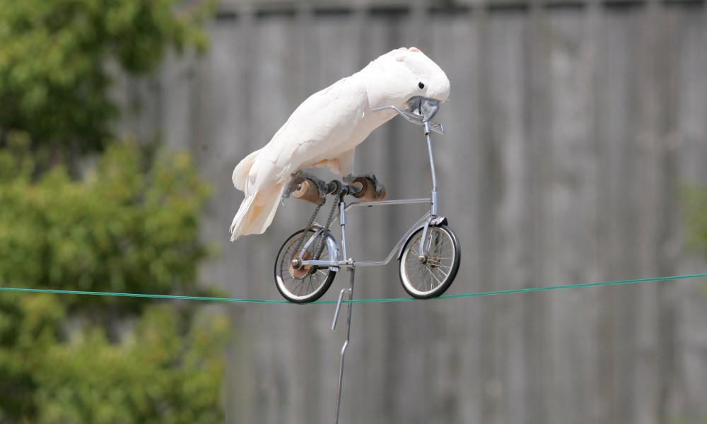 Bird rides a bike on a clothes line