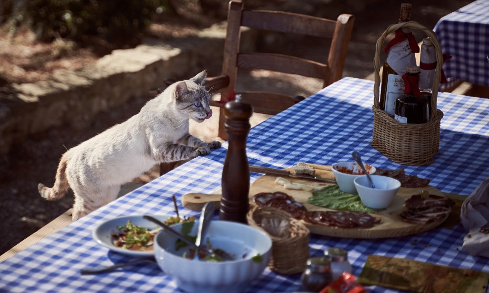 Cat climbing up onto a picnic table filled with food