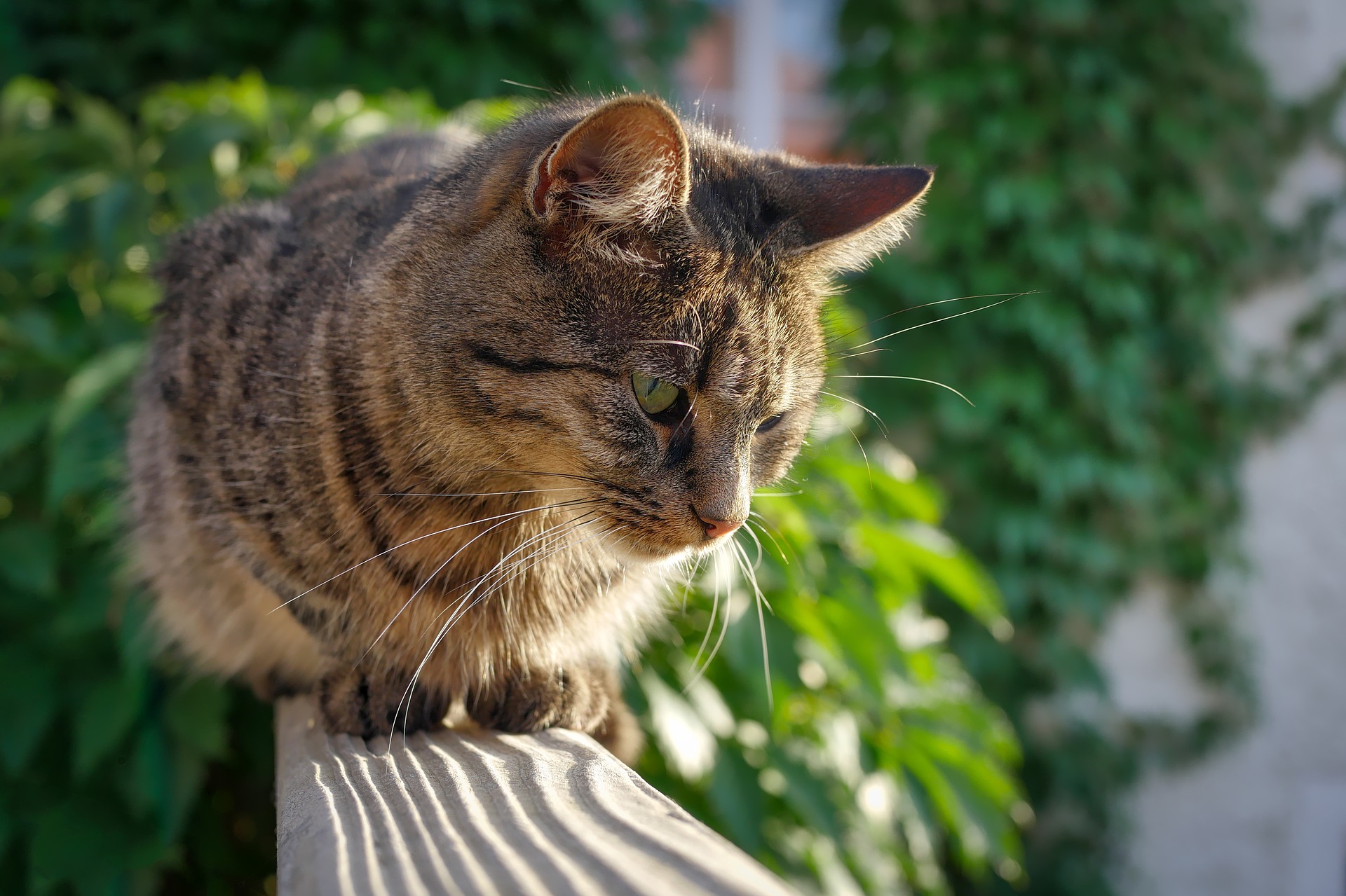 Do Cats Know Not To Jump Off Balconies