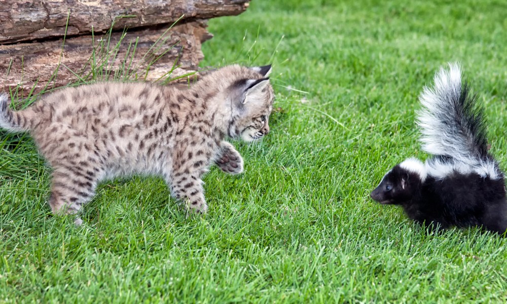 Bob cat and skunk meet in the yard