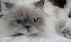 Himalayan cat lying on a white blanket