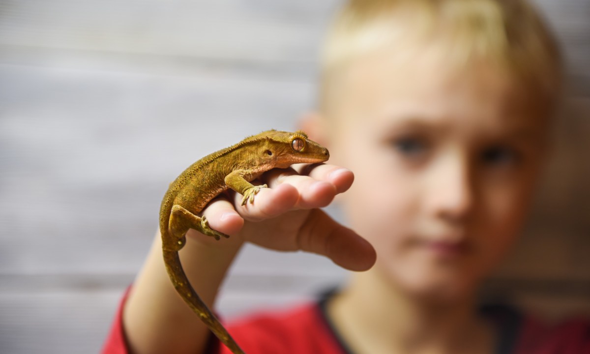 A child holds a crested gecko on his hand