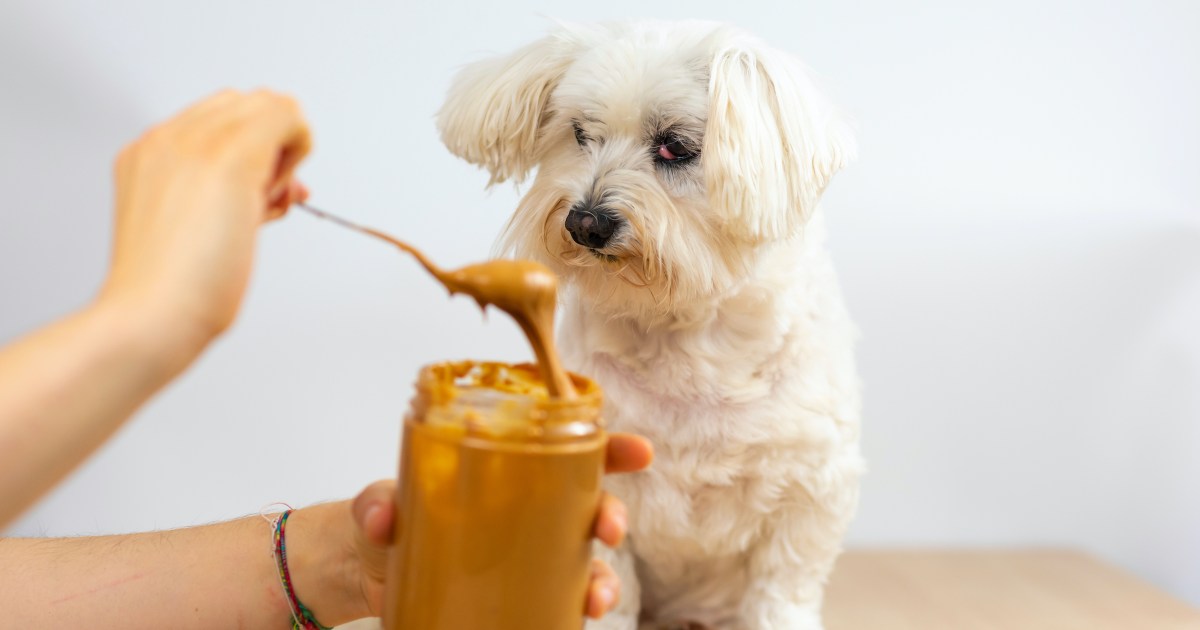 DOGS GO NUTS FOR DR. PEANUT BUTTER WITH COCONUT OIL !
