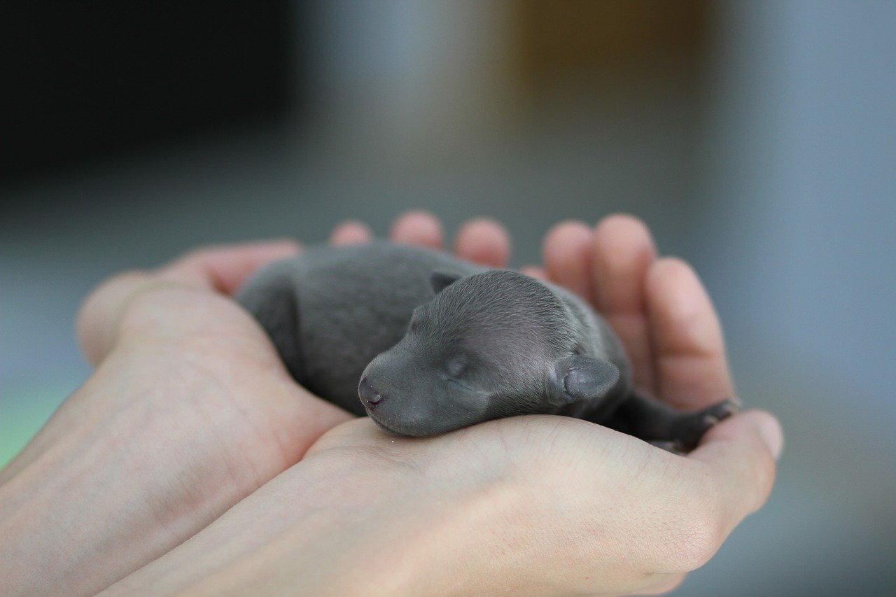 How often do shop newborn puppies feed