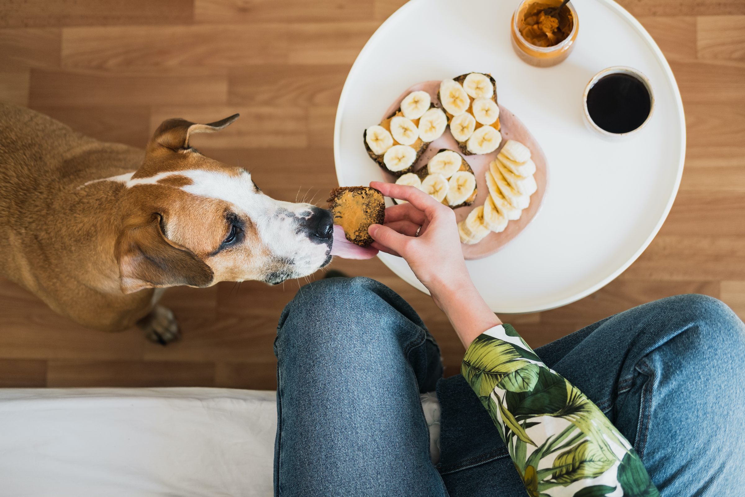 Can dogs eat toast with cheap butter