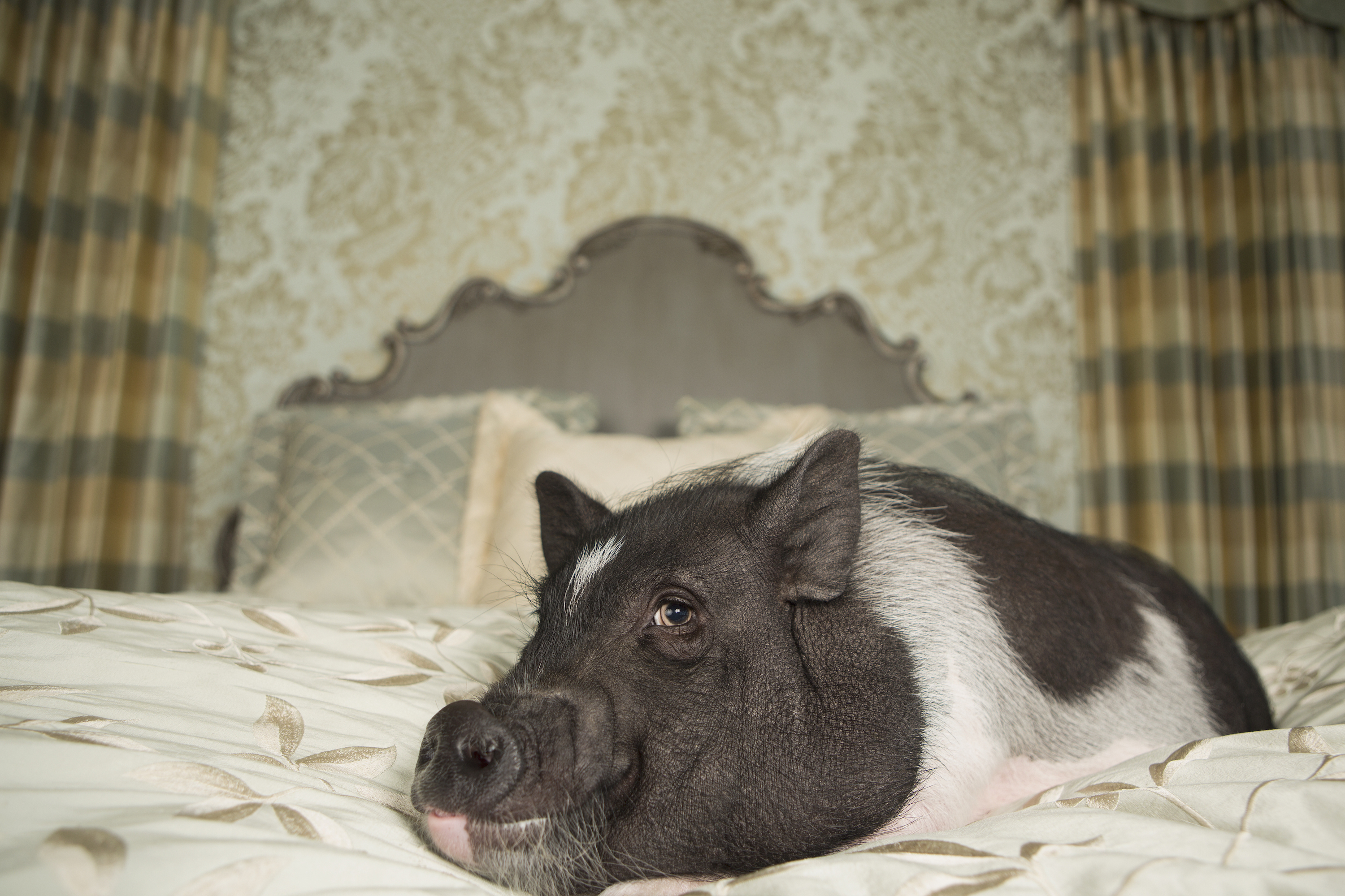 Obsessed With Pot-Bellied Pigs? Read This First | PawTracks