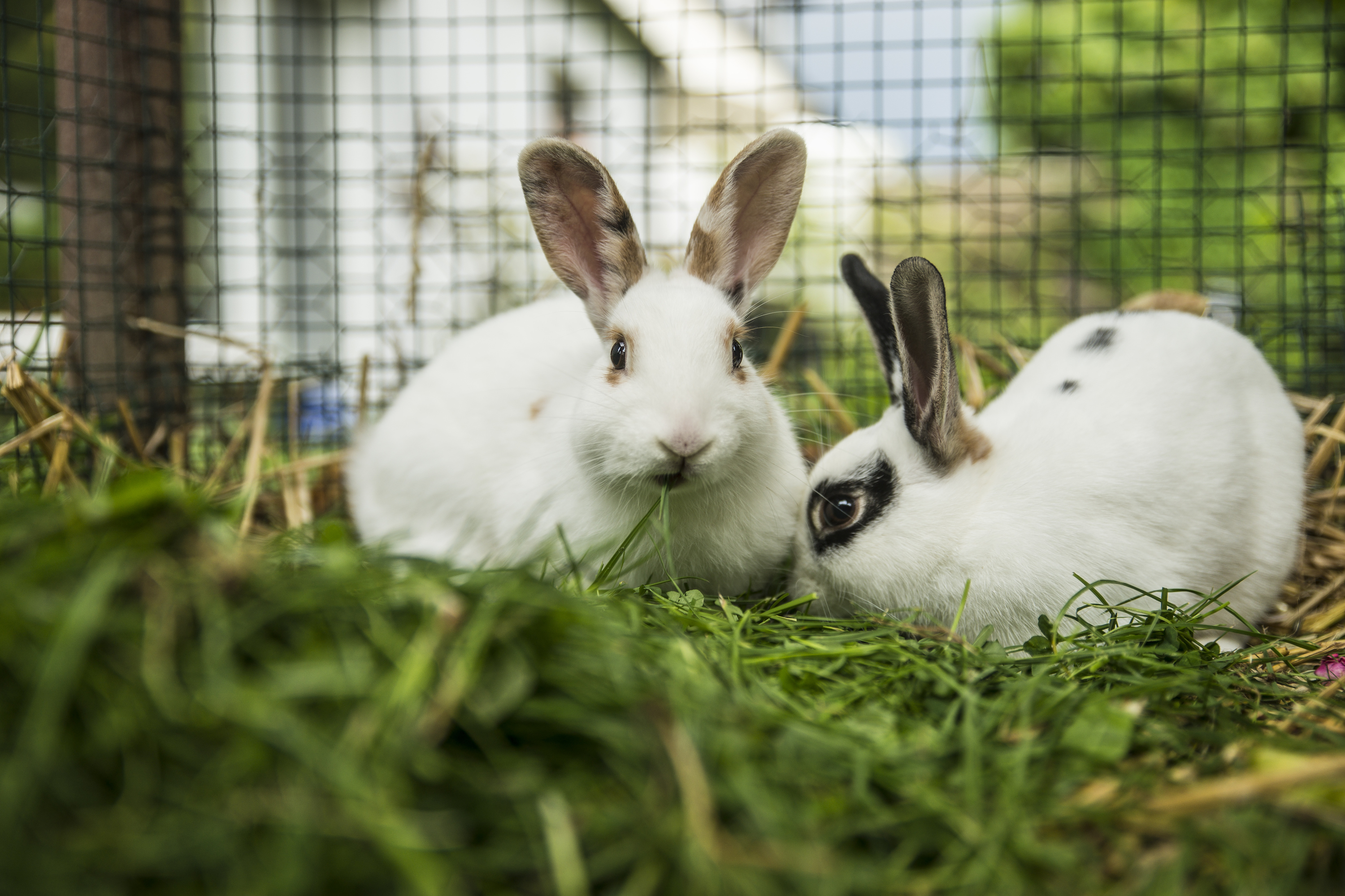 Pet clearance rabbit outside