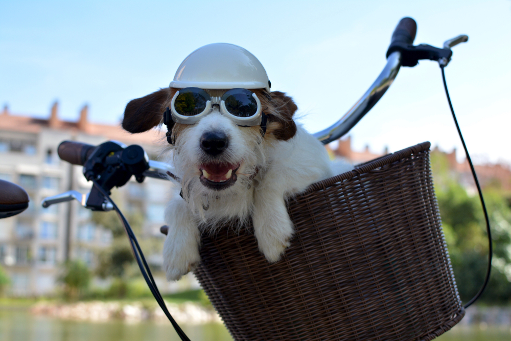 Dog with shop helmet and goggles