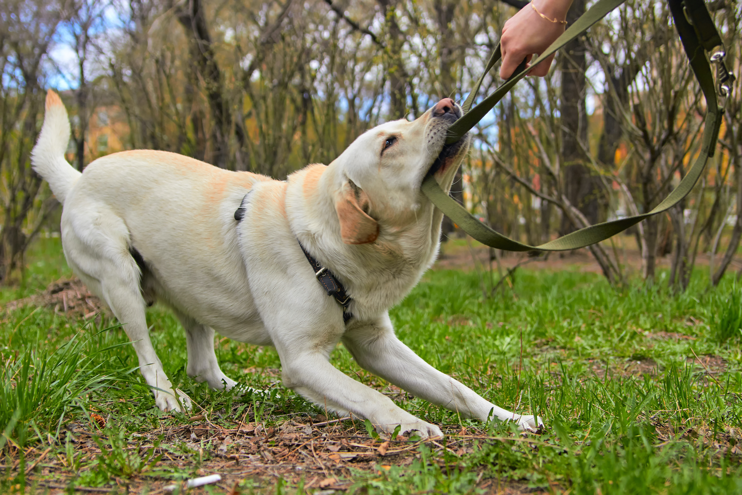 Disobedient store dog training